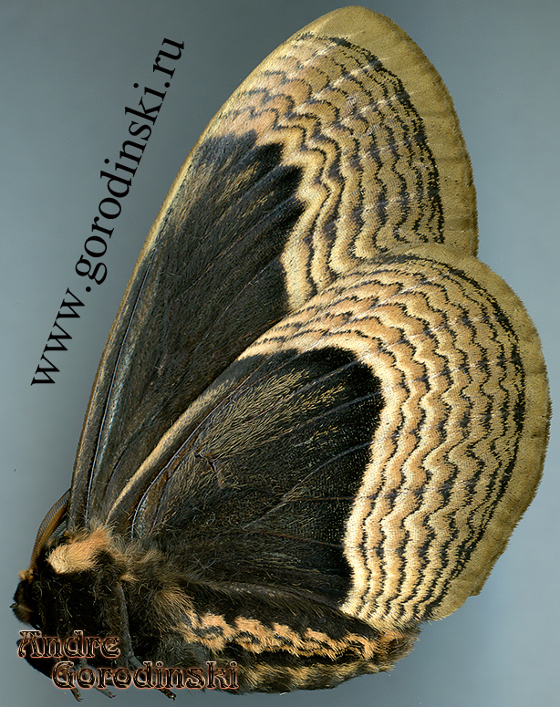 http://www.gorodinski.ru/saturniidae/Brahmaea lunulata carpenteri.jpg